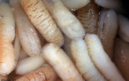 Hai người mất mạng vì dưa chuột biển