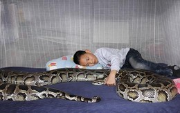Kinh hãi trăn khổng lồ "trông" trẻ em