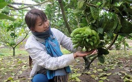 Đổi đời nhờ trái Phật thủ