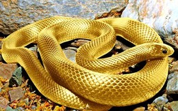 Những mốc son lịch sử trong năm Tỵ