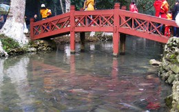 Suối cá lạ dưới chân núi Trường Sinh