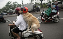 Ngắm chú chó nghiêm túc đội mũ bảo hiểm