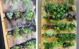 Mẹo thêm không gian xanh cho căn nhà nhỏ