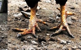 Ngắm gà 9 cựa tưởng chỉ có trong cổ tích