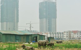 Hà Nội: Phát triển trâu bò nhờ BĐS khủng hoảng