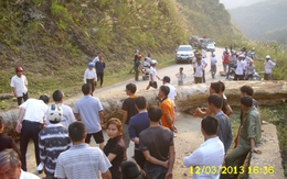 Cây nặng hơn 5 tấn từ trên trời rơi xuống!