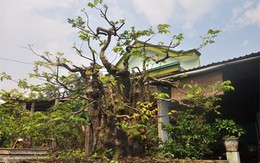 Choáng với cây khế cổ thụ giá 300 triệu đồng