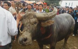 Hãi hùng cảnh chen nhau “hôi” tiết ông trâu vô địch