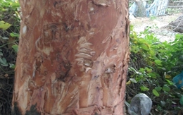 Nhiều cây xanh ở Hà Nội bị xăm vỏ, đổ axit