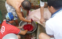 Sợ thịt bẩn, rủ nhau mua lợn thịt ăn dần