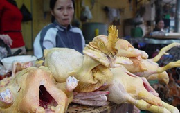 Phát hiện kháng sinh độc trong gà làm sẵn