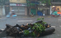 Mưa lớn, cây đổ, một người chết trên phố Hà Nội