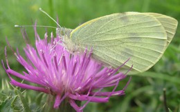 Ngắm những loài bướm tuyệt đẹp của nước Anh