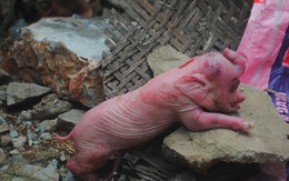 Đổ xô xem lợn đẻ ra 'voi' ở Nghệ An