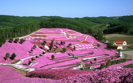 "Chết lặng" trước thiên đường hoa Shibazakura lãng mạn ở Nhật Bản