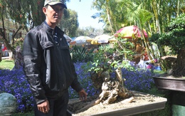 Bụi khoai mì độc và lạ, giá 20 triệu đồng