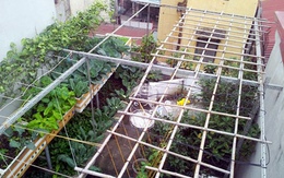 Chơi sang bậc nhất: Thuê kỹ sư chăm vườn rau tại nhà