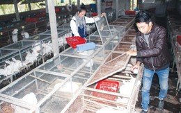Bỏ thành phố, cặp đôi cử nhân về quê nuôi thỏ kiếm trăm triệu