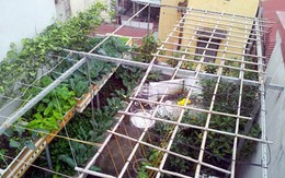 Bỏ tiền triệu thuê kỹ sư trồng rau sạch tại nhà
