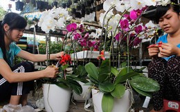 Hoa lan đắt hàng do người Sài Gòn chọn mua làm quà Tết