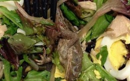 Kinh hoàng phát hiện ếch chết trong món salad
