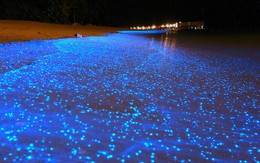 Cận cảnh bờ biển phát sáng như đom đóm tuyệt đẹp ở Maldives
