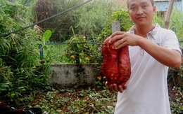 Gà bới, được củ khoai lang nặng 4,3 kg