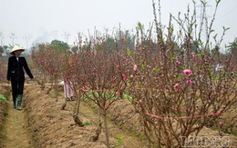 Làng đào rẻ ở Hà Nội “bung” hàng