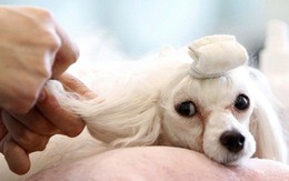 Trông chó, mèo kiếm tiền triệu ngày Tết