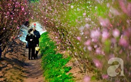 Vườn đào Nhật Tân “nhuộm” hồng xuân Giáp Ngọ