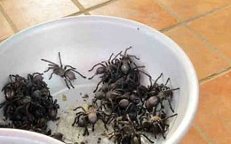 Đi chợ côn trùng, ăn thịt nhện ở xứ chùa Tháp