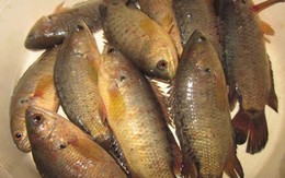 Cá rô đồng nướng kho tương