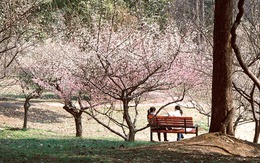 Hoa anh đào ngập trời Vũ Hán