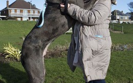 Con chó cao 2.2 mét, nặng 70 kg