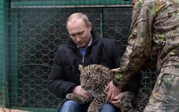 Tổng thống Putin ôm con báo như ôm mèo