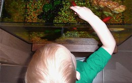 Bé 4 tuổi nhập viện vì bể cá đổ lên đầu