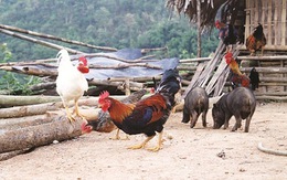 Bà già bị "cưỡng tình" ở... chuồng gà