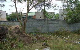 Cây liễu 'ma ám' và số 3 tang tóc