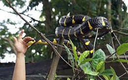 Mang rắn vào nhà nghỉ, bị rắn cắn chết