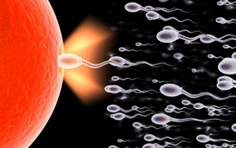10 sự thật ít biết về tinh trùng