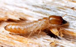 Cách chống mối 'thần kỳ' cho đồ gỗ
