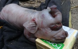 Đổ xô đi xem lợn đẻ ra… “voi”