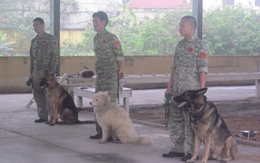 Hết thời chó cảnh, đại gia sắm chó nghiệp vụ để bảo vệ mình