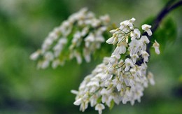 Miền Bắc tiếp diễn mưa ẩm, rét đến cuối tuần