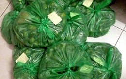 Người Hà Nội nghiện cóc bao tử miền Tây