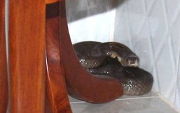 Người bị rắn độc cắn chết trong nhà nghỉ hay nhậu thịt rắn