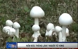 Nhận diện loại nấm độc trắng làm 7 người tử vong