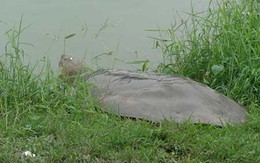 "Cụ" rùa hồ Gươm nằm phơi nắng hơn 1 tiếng