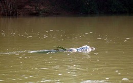 Phát hiện xác trong bao tải thả trôi sông