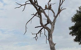 Giết khỉ mẹ, sư tử cái hối hận cưng nựng khỉ con